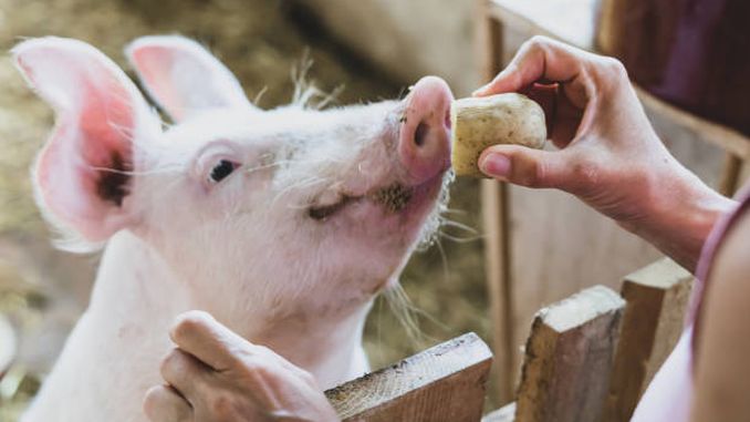 ALERTĂ pentru românii care cresc porci în gospodărie! Legea „porcului” se întoarce în Parlament. Ce se întâmplă cu animalele și mașinile celor care încalcă regulile?