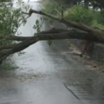 copac cazut Transfagarasan
