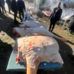 WhatsApp Image 2024 12 12 at 12.26.39 158611aa