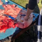 WhatsApp Image 2024 12 12 at 12.26.54 221795fb