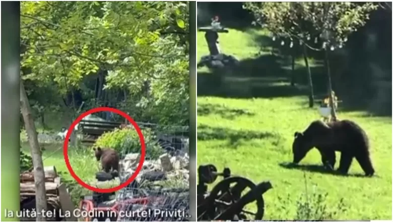 PANICĂ TOTALĂ ÎN ARGEȘ! O FIARĂ A SEMĂNAT TEROARE ÎN PLINĂ CÂMPIE! OI ȘI CAPRE UCISE DE URS!