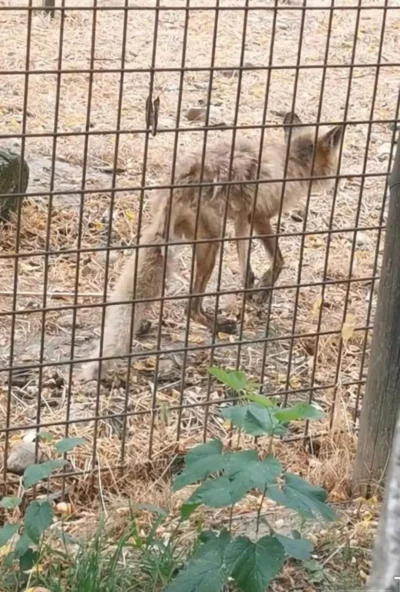 Scandalos! Teroare la ZOO! Animale în stare jalnică! VIDEO! 1 vulpe zoo