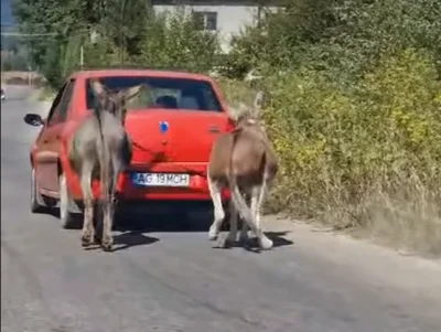 magari masina