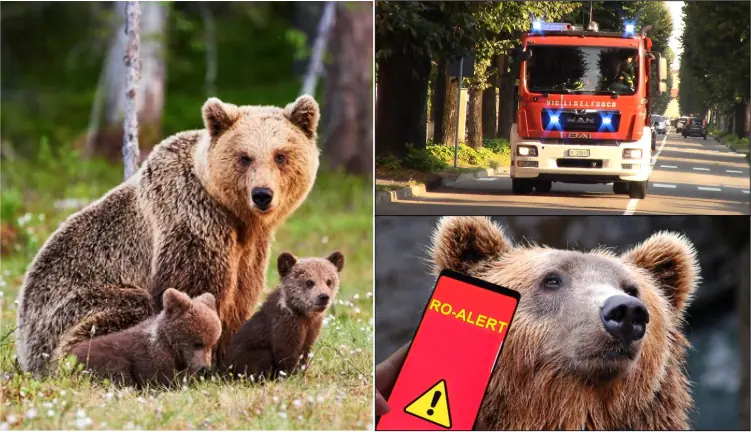 ursi pompieri roalert