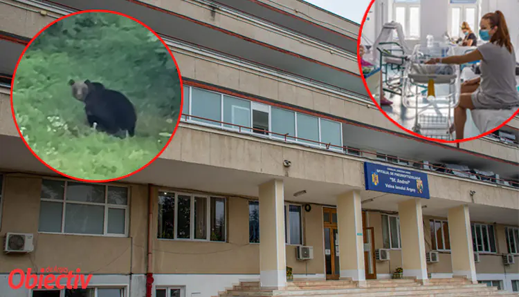 spital v iasului urs bun bun