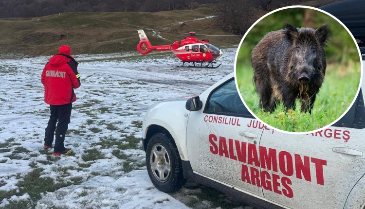 salvamont porc mistret