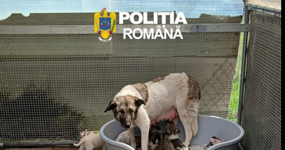 Cruzime fără margini! Un bărbat a abandonat 6 căței în pădure. A fost filmat!