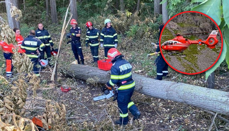 Înfiorător! Bărbat STRIVIT de un copac! Elicopterul SMURD – intervenție de URGENȚĂ!