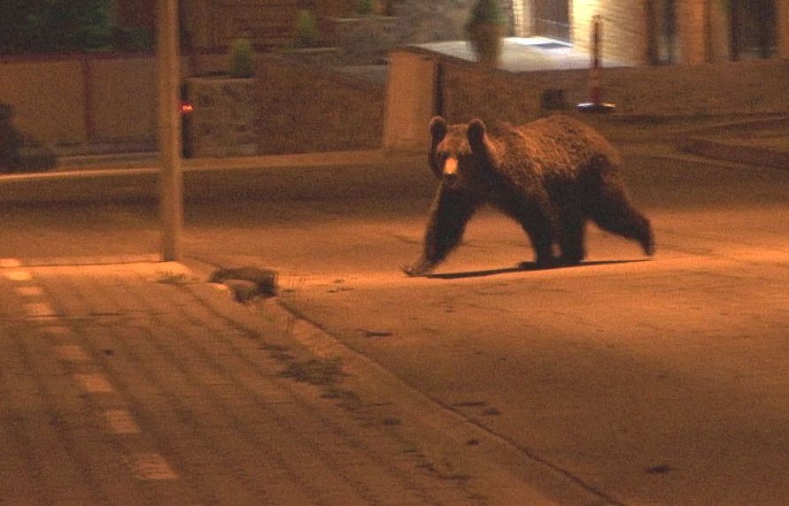 Alertă de gradul zero! Un urs a semănat teroare în Bradu: „Nu ieșiți din case, nu a putut fi capturată!”