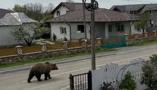 ACUM. ALERTĂ în Bradu! Un urs se plimbă pe strada Gării! Autoritățile cer populației să rămână în locuințe!