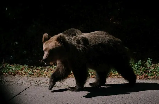 Alertă de ultimă oră! Un urs uriaș a dat teroare pe DN 72 A