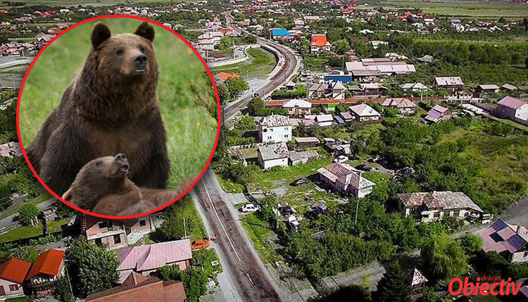 ALERTĂ! URȘII au ajuns la BRADU! PANICĂ în miez de noapte!