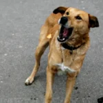 Un copil de 10 ani, mutilat de câini !!!!. Minorul a suferit răni multiple!!!