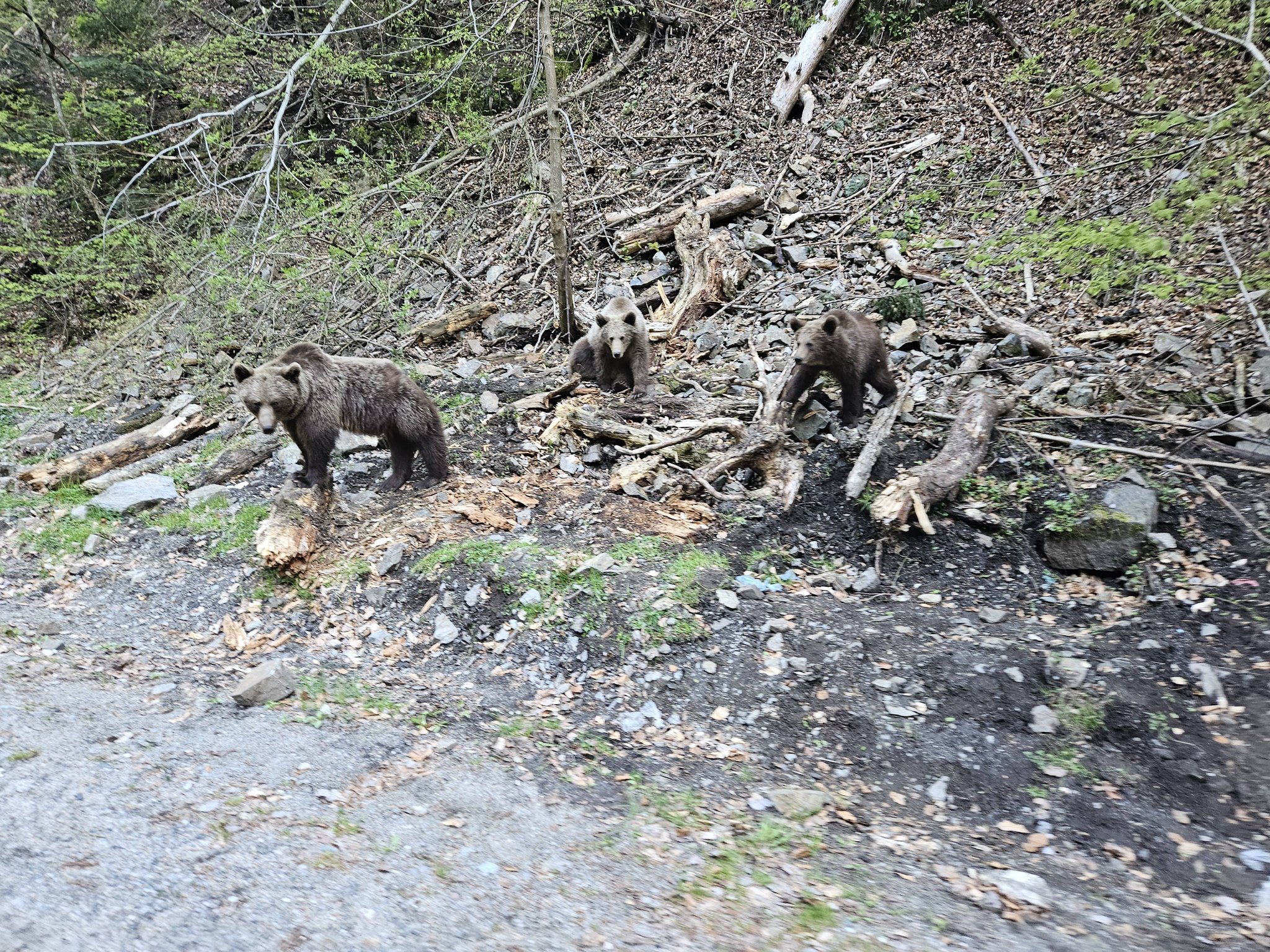 Lecție dură!Turistul bulgar muscat de urs a fost amendat si pus sa plateasca interventia autoritatilor!!!