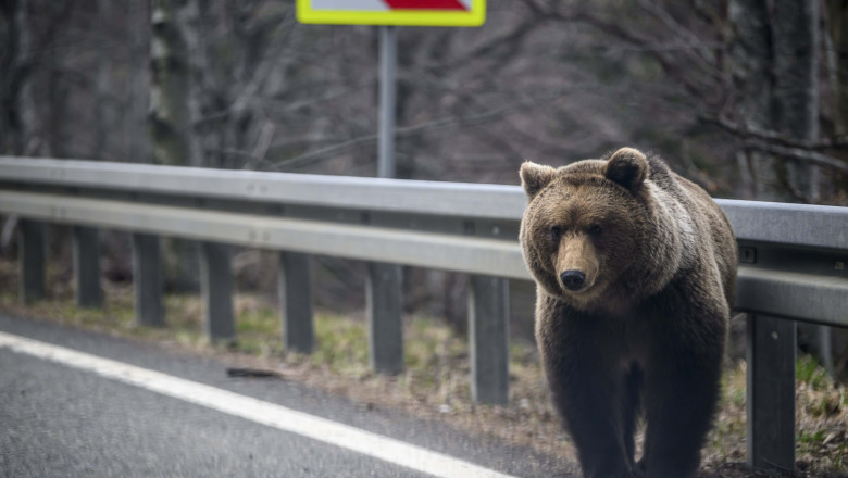 TEROARE pe Transfăgărășan! Greșeala incredibilă făcută de un turist străin: A ajuns direct pe masa de operație după ce s-a apropiat de un urs!
