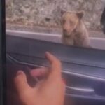 Argeș. Cum s-a petrecut TRAGEDIA de la Vidraru! BĂRBAT atacat de urs! IMAGINI EXCLUSIVE! 1 URS