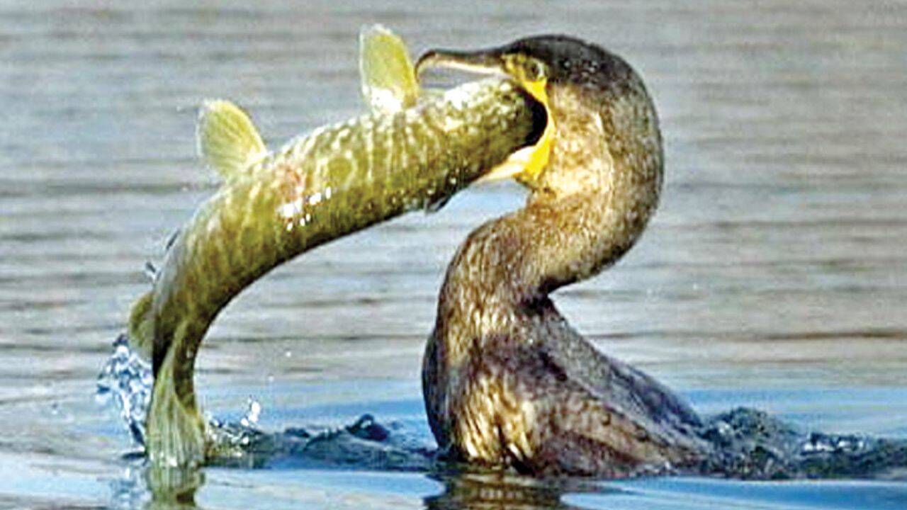 România și alte nouă state UE vor derogări pentru împușcarea cormoranilor!