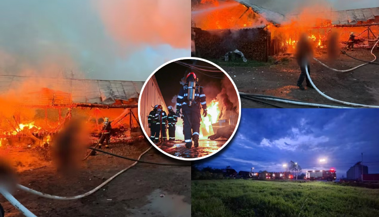 Tragedie! Zeci de animale au ars de vii și un bărbat rănit! Două adăposturi mistuite de flăcări!