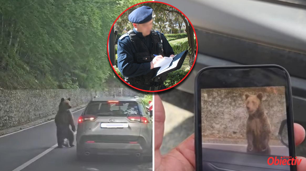 Ultimă oră! Turistul bulgar rănit de URS pe Transfăgărășan a fost AMENDAT de jandarmii argeșeni! SANCȚIUNE DURĂ!