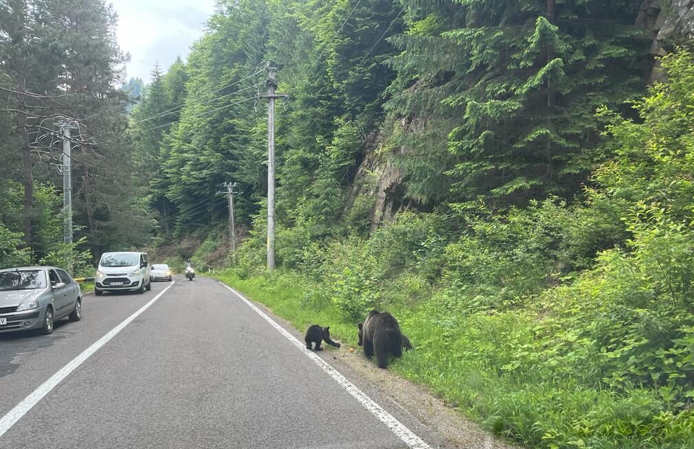 Alți doi turiști răniți de urși pe Transfagarasan! De frica amenzii, unul a spus ca s-a bătut cu animalul, nu i-a dat mâncare!