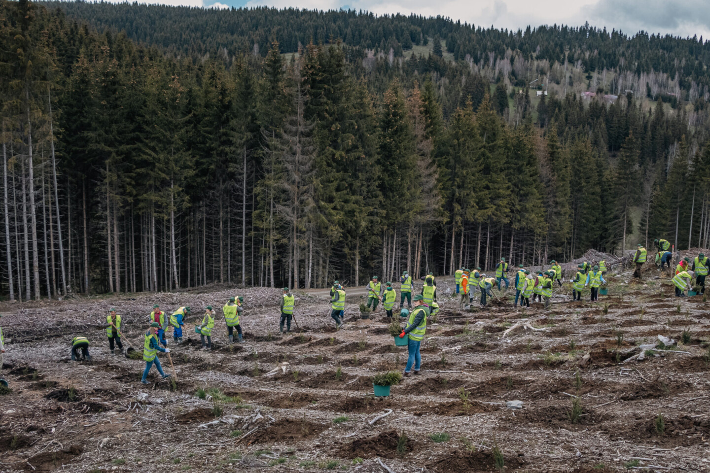 Veste uriașă pentru plămânul verde al României! Anunțul momentului făcut de Romsilva!