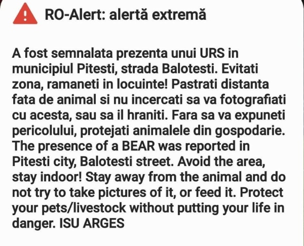 ALERTĂ! Un URS a ajuns pe străzile din Pitești! Panică în miez de noapte! 1 RO Alert urs