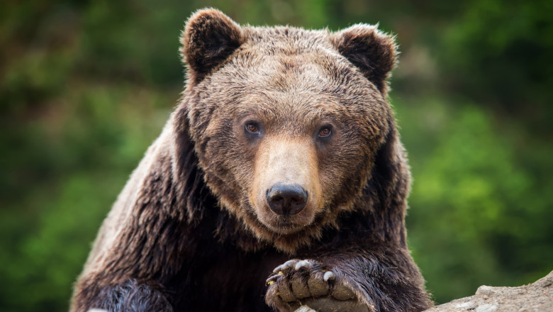 ORAS SUB TENSIUNE! O ursoaică a fost împușcată după ce s-a ascuns într-un container de gunoi din curtea unui spital