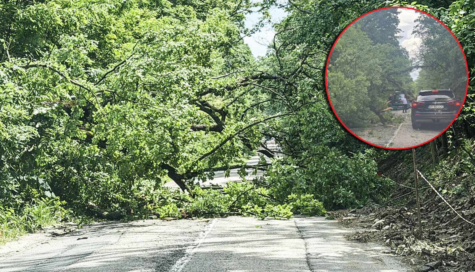 ALERTĂ! Copac prăbușit pe drumul Pitești – Băbana! Trafic paralizat!