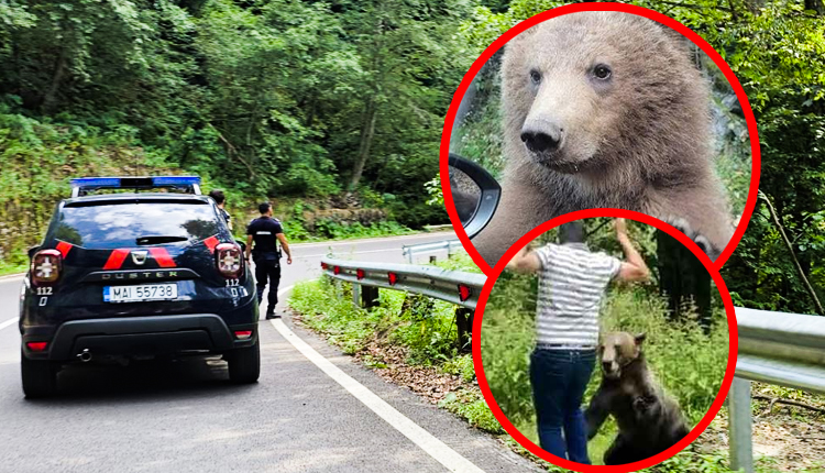 Turist prins când HRĂNEA cu mere un URS pe TRANSFĂGĂRĂȘAN! A fost AMENDAT pe loc! Autoritățile avertisment dur pentru astfel de persoane!