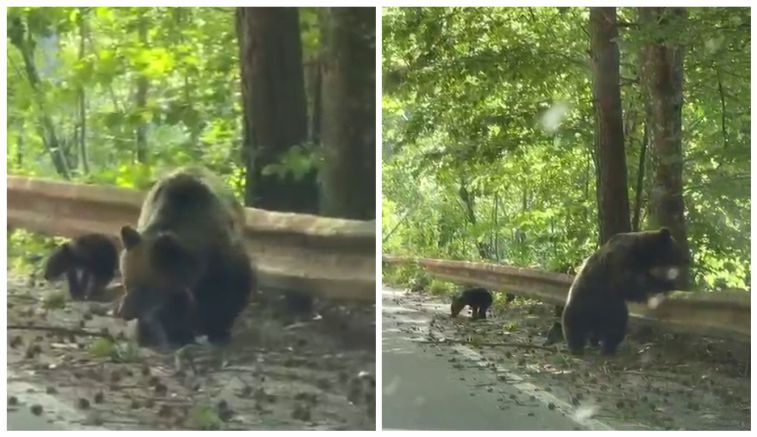 VIDEO. Urșii terorizează în continuare zona Vidraru! Jandarmii – intervenții peste intervenții!