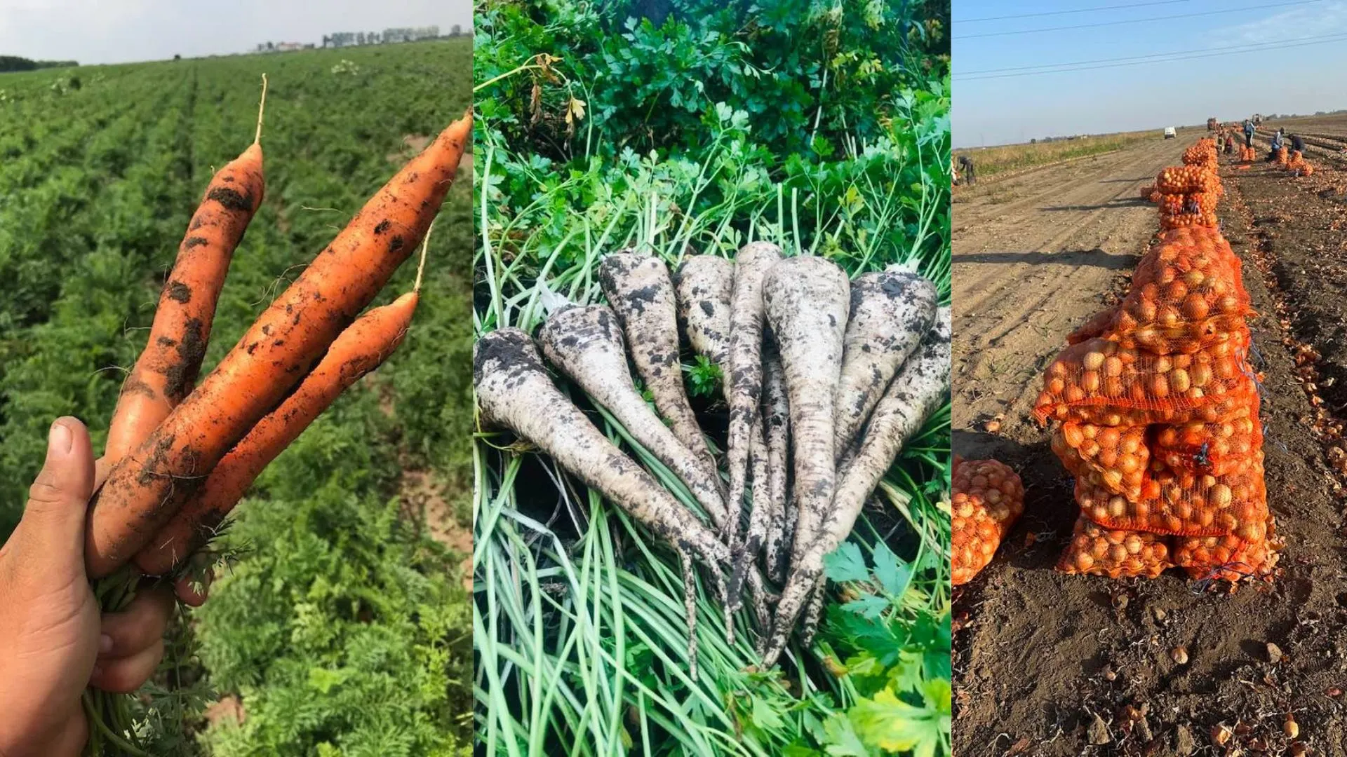 STRIGĂT DE DISPERARE! Tone de legume românești putrezesc pe câmp! Motivul incredibil pentru care nu mai ajung pe masa ta