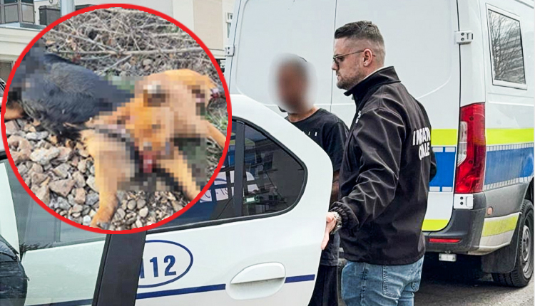 Un MONSTRU de om a UCIS în chinuri CÂINELE vecinilor! A PREMEDITAT întreaga CRUZIME!