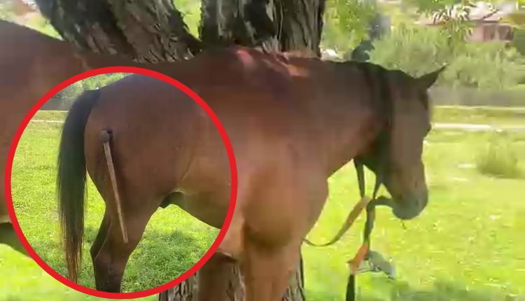 EXCLUSIV! Scandal la Berevoești! A înfipt toporul în coapsa calului! VIDEO