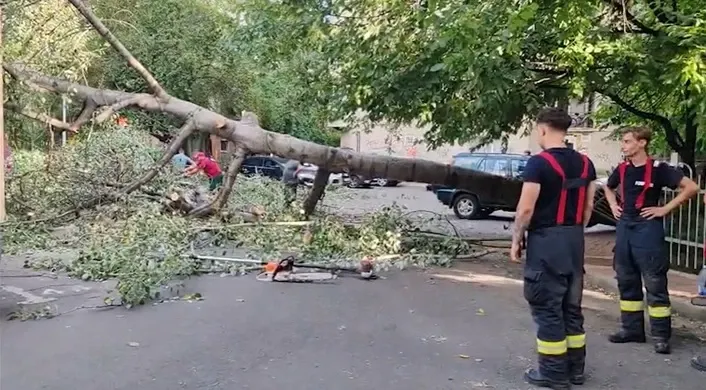MOMENT DE GROAZĂ! Un copac uriaș s-a prăbușit din senin, oamenii au scăpat ca prin minune
