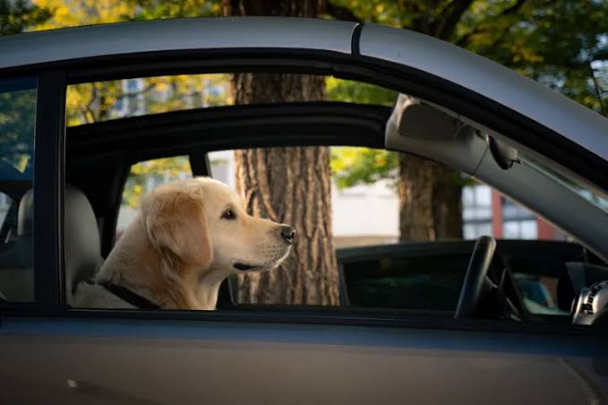 Amendă de 3.300 de lei pentru șoferii care fac această greșeală banală! Toți posesorii de animale sunt vizați de noul Cod Rutier