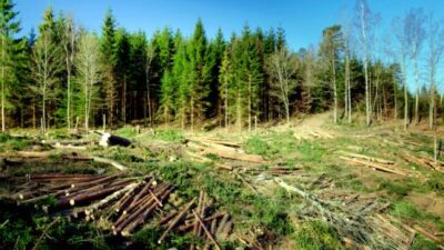 Masacru în pădure! Sute de arbori puși la pământ peste noapte: Motivul incredibil pentru care localnicii au sunat disperați la 112
