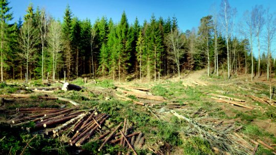 Masacru în pădure! Sute de arbori puși la pământ peste noapte: Motivul incredibil pentru care localnicii au sunat disperați la 112