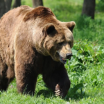 „Urs agresiv împușcat într-un oraș din România!!! urșii continuă să atace, autoritățile în alertă maximă”