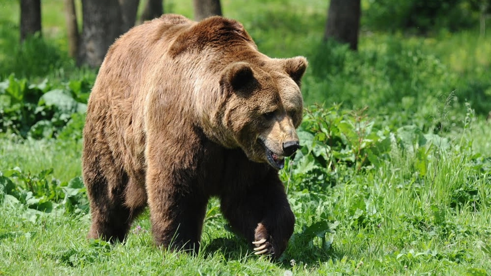 „Urs agresiv împușcat într-un oraș din România!!! urșii continuă să atace, autoritățile în alertă maximă”