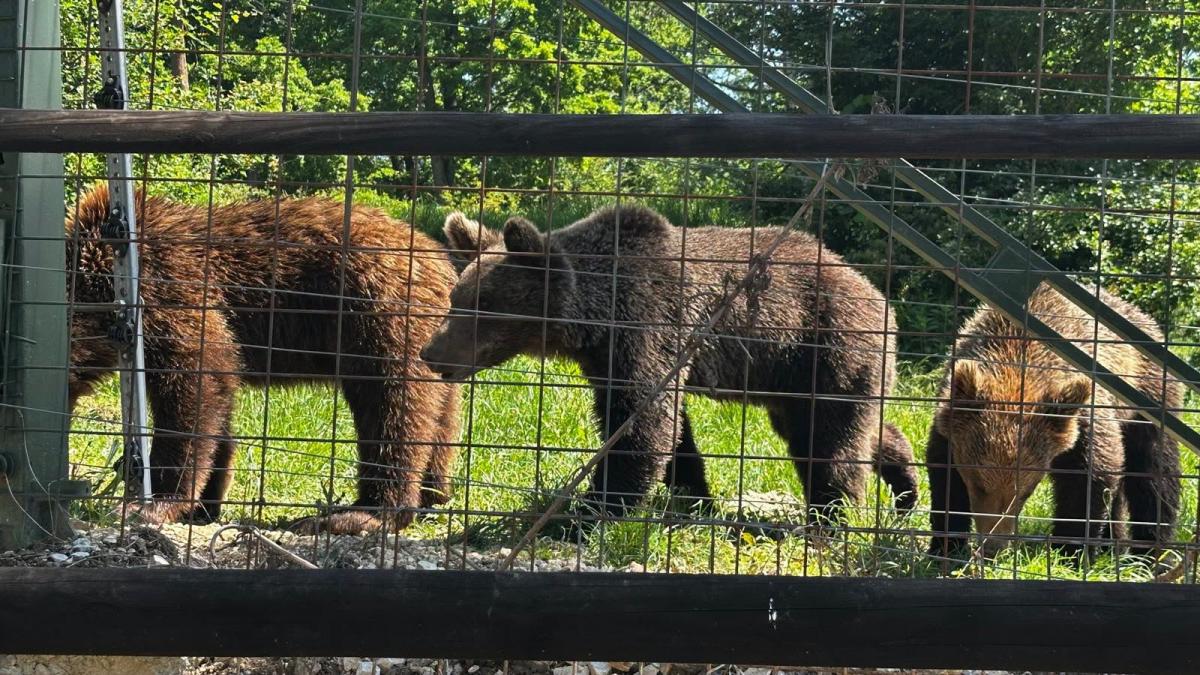 EXODUL URȘILOR! Operațiune de peste 24 de ore! Patru urși dispar din România! Călătoria spectaculoasă care le schimbă viața pentru totdeauna