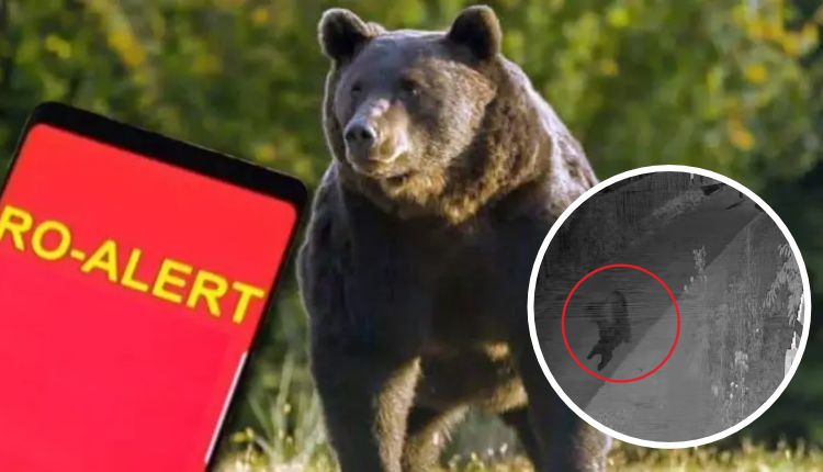 Val de alerte lângă Pitești! Ursul a dat năvală în mai multe gospodării! Au curs mesajele RO-Alert!