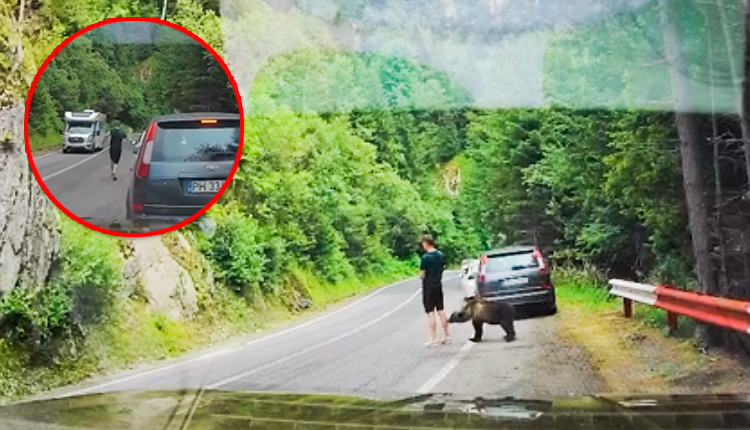 Turist la un pas de TRAGEDIE pe Transfăgărășan! S-a trezit cu URSUL la picioare! SCENE incredibile!