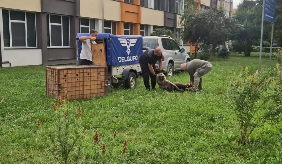 ALERTĂ într-un mare oraș din România! O URSOAICĂ a intrat în curtea unui LICEU. Intervenție de urgență și mesaj RO-ALERT pentru populație!