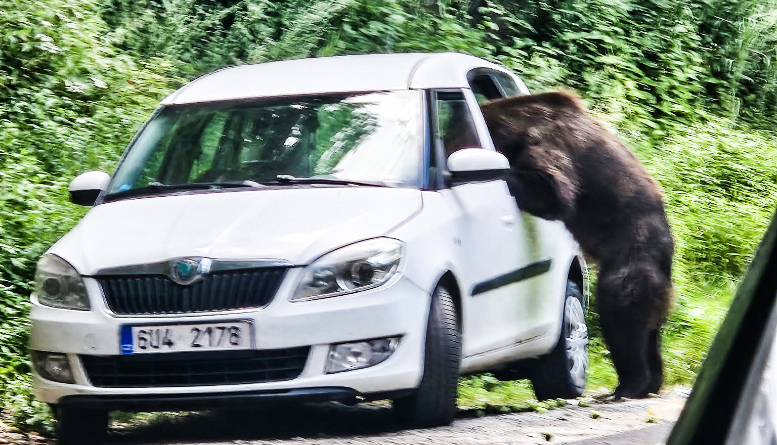 INCREDIBIL! Mașină VANDALIZATĂ de urs pe TRANSFĂGĂRĂȘAN! IMAGINI incredibile!