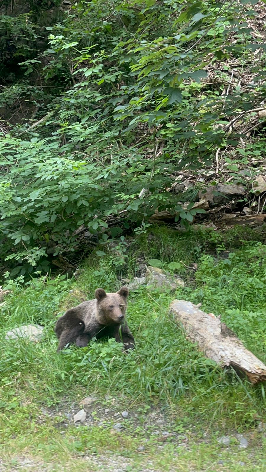 VIDEO! Spectacol periculos pe Transfăgărășan: Urșii au devenit atracția principală pentru turiști