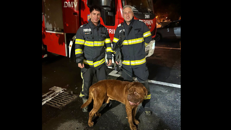MISIUNE NEOBIȘNUITĂ PENTRU POMPIERI! Un „cățeluș” de 65 de kilograme a rămas blocat pe acoperiș