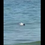 Alertă pe o plajă din Mamaia! O dronă a fost găsită în mare și ridicată de specialiștii SRI