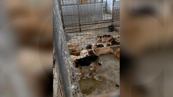 Imagini șocante din „adăpostul groazei”: câini în agonie și animale moarte ținute în congelatoare. Cine încasa banii?