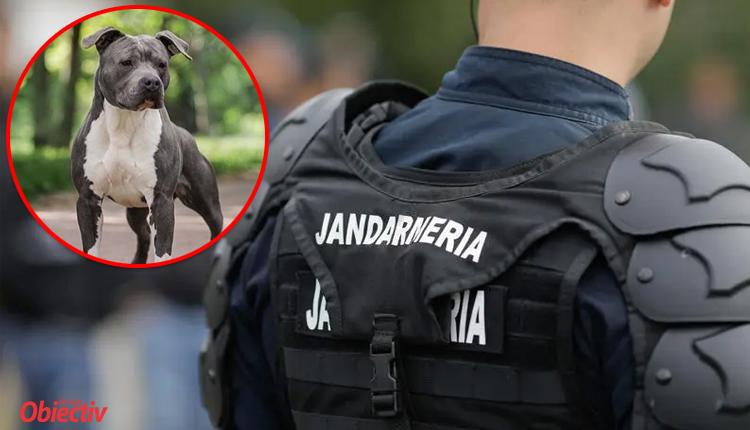 ALERTĂ în PITEȘTI! Câine PERICULOS printre oameni! Jandarmii au intervenit de urgență!