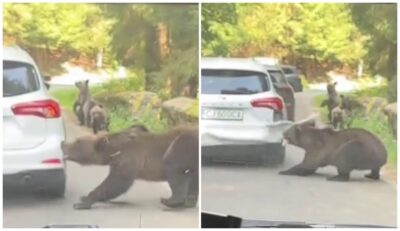 IMAGINI ȘOCANTE pe TRANSFĂGĂRĂȘAN! MAȘINĂ în trafic DISTRUSĂ de URS!
